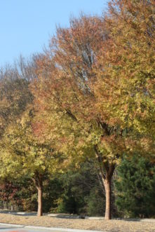 Fall color on Allee lacebark elm (Ulmus parvifolia Allee®) planted in a highway median.