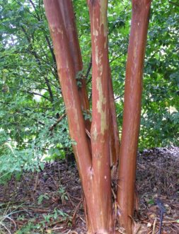 ’Fantasy’ crape myrtle bark