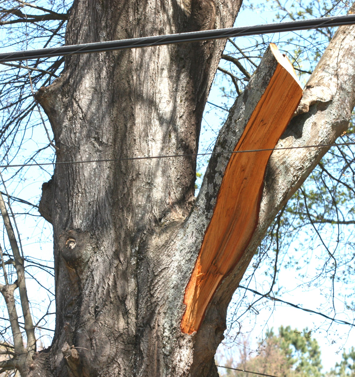Principles & Practices for Pruning Trees