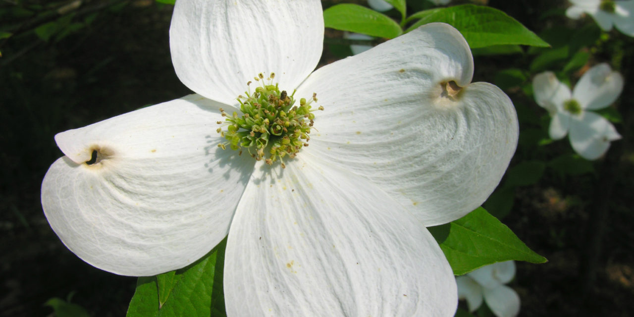 Flowering dogwood (Cornus florida) bloom. Joey Williamson, ©2011 HGIC, Clemson Extension