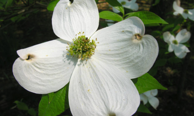 Dogwood