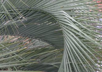 Jelly Palm