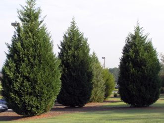 Leyland cypress screening a parking lot.