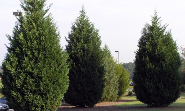 Leyland Cypress