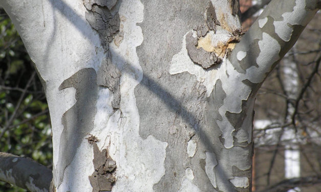 Sycamore