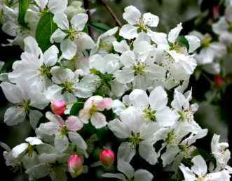 Malus ‘Donald Wyman’ (crabapple) flowers.