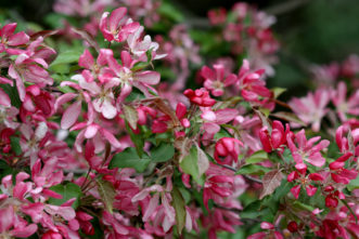 Malus ‘Profusion’ (crabapple) flowers.