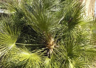 Mediterranean or European Fan Palm 