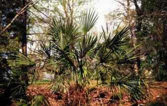 Native needle palm.