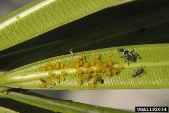 Oleander aphids (Aphis nerii) feeding on leaves with predatory lady beetle larvae. 