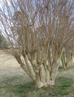 Results of "topping" a crape myrtle.