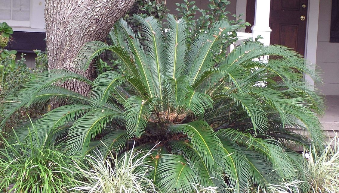 Sago Palm used as an entrance accent plant Karen Russ, ©2007 HGIC, Clemson Extension