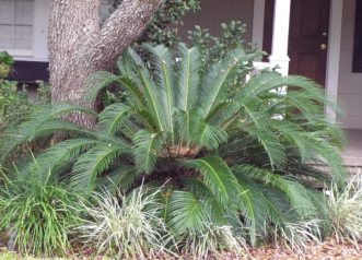 Sago Palm used as an entrance accent plant