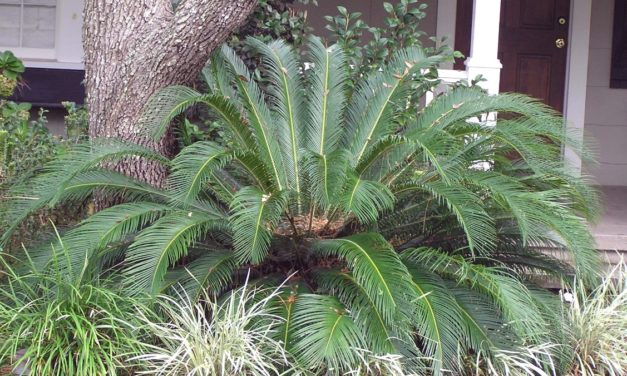 Palms & Cycads