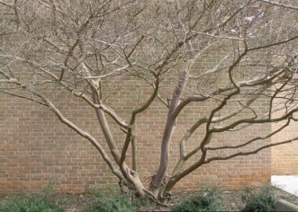 Well pruned crape myrtle with natural form