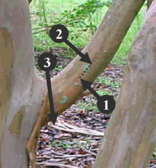 When thinning out branches, make the cut outside the branch collar, which is a swollen area where the branch joins the trunk.