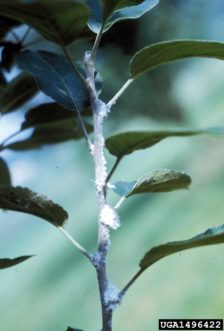Woolly Apple Aphid (Eriosoma lanigerum) feeding on the stem of an Apple Tree. 