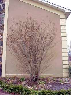 Crape myrtle is in need of pruning