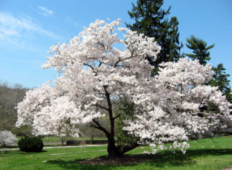 'Akebono' Yoshino cherry