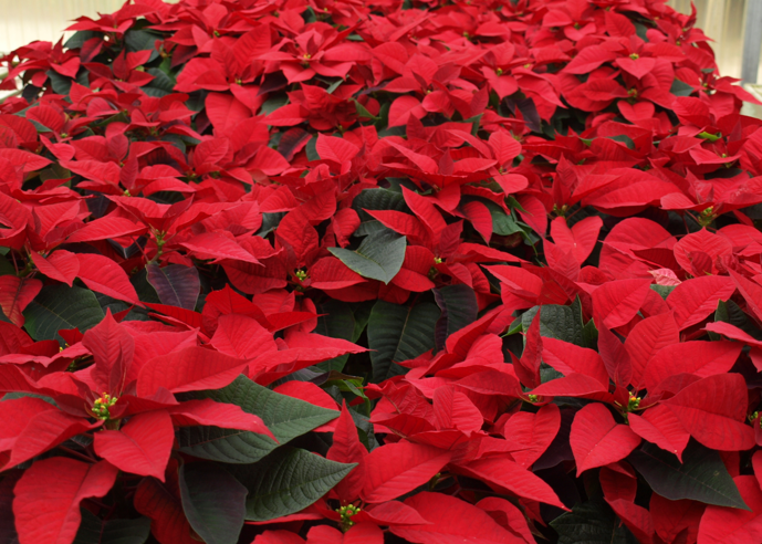 'Christmas Day' Poinsettia. Barbara H. Smith, ©2015 HGIC, Clemson Extension