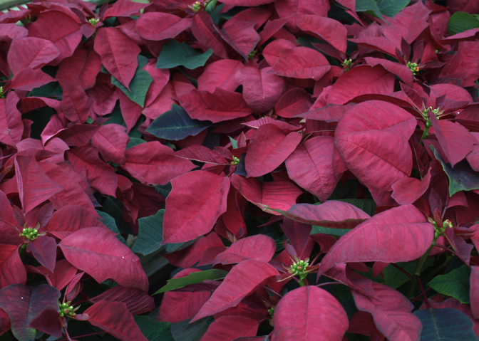 'Cortez Burgundy' Poinsettia. Barbara H. Smith, ©2015 HGIC, Clemson Extension