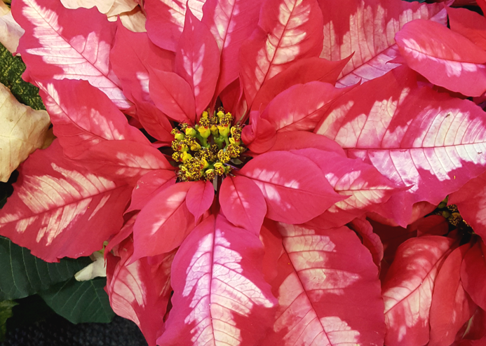 'Jingle Bells' Poinsettia. Joey Williamson, ©2015 HGIC, Clemson Extension