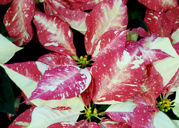 'Jingle Bell Rock' Poinsettia. Joey Williamson, ©2015 HGIC, Clemson Extension