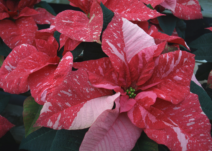 'Jingle Bells' Poinsettia. Barbara H. Smith, ©2015 HGIC, Clemson Extension