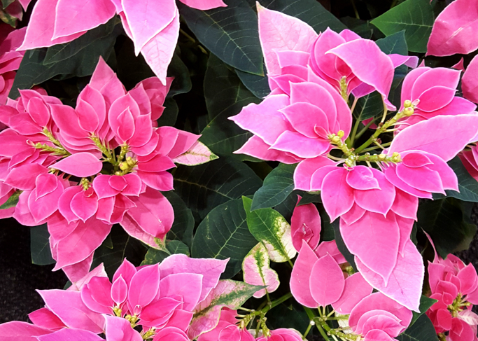 'Luv U Pink' Poinsettia is a hybrid that has been used both in October and early spring sales. Joey Williamson, ©2015 HGIC, Clemson Extension