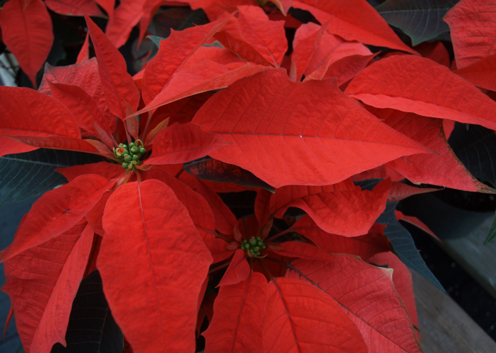 'Orange Spice' Poinsettia. Barbara H. Smith, ©2015 HGIC, Clemson Extension