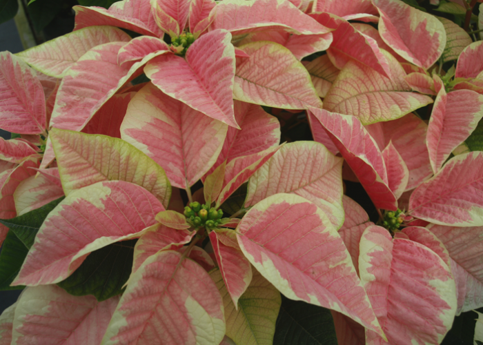 'Peterstar Marble' Poinsettia. Barbara H. Smith, ©2015 HGIC, Clemson Extension