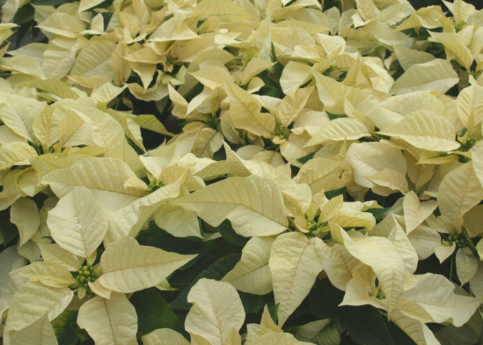 'Peterstar White' Poinsettia. Barbara H. Smith, ©2015 HGIC, Clemson Extension