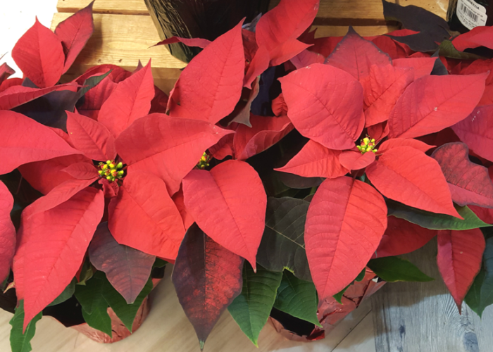 'Prestige' poinsettia is the most widely sold red because its stronger branches are less apt to break. Joey Williamson, ©2015 HGIC, Clemson Extension