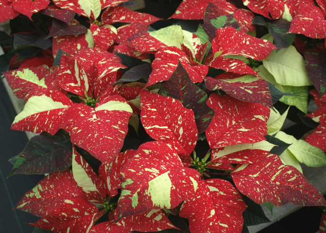 'Red Glitter' Poinsettia