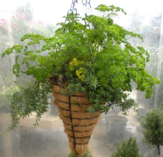 A combination of culinary herbs planted in a hanging planter.