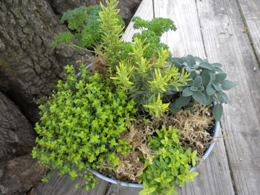 Herbs | Home & Garden Information Center