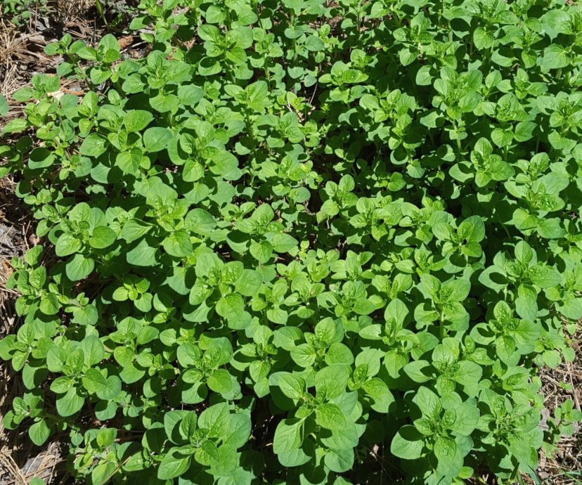 A common herb used in Italian cuisine, Oregano (Origanum vulgare) is added to stews, soups, spaghetti sauce, and pizza.