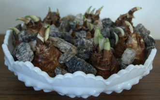 A decorative bowl with gravel is planted with paperwhite bulbs (Narcissus tazetta; synonym N. papyraceus).