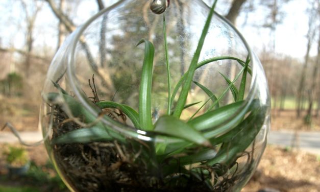 Air Plants