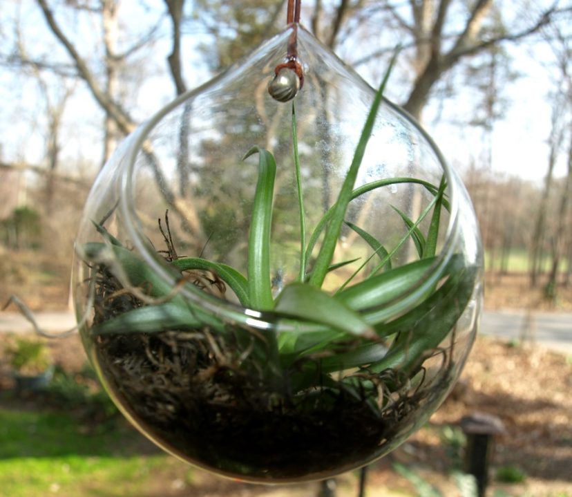 A glass globe is an interesting way to display an air plant.