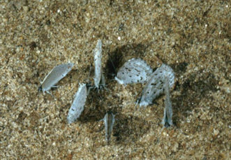 A group of Eastern Tailed-Blue butterflies (Cupido comyntas) exhibiting puddling behavior. 