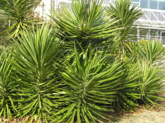 A large clump of Spanish bayonet in early spring.