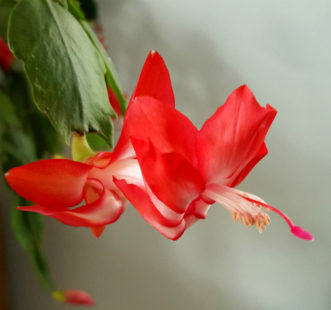A red-flowered, Thanksgiving cactus. Note the characteristic saw-toothed serrations on the stem segments.