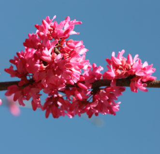 ‘Ace of Hearts’ (Cercis canadensis) redbud flowers.