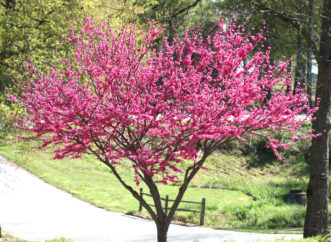 ‘Ace of Hearts’ redbud (Cercis canadensis) in bloom.