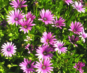 African Daisy (Osteospermum 'Summertime Deep Purple').