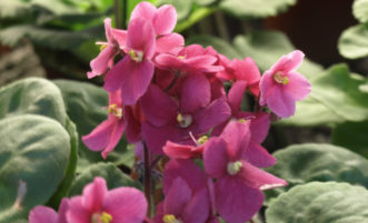 African violets (Saintpaulia species) grow best when temperatures are 65 to 70° degrees at night and up to 80 to 85° degrees during the day.