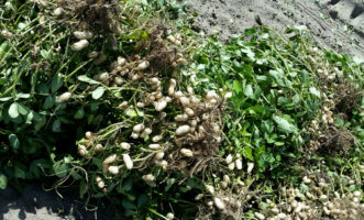 After digging peanuts, invert the plants with the taproot pointed upwards and allow them to partially dry in the sun for about a week.