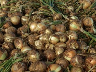 After harvesting, thoroughly air-dry bulbs in a shaded area before storage.
