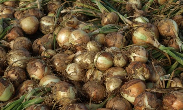 Onion, Leek, Shallot, & Garlic